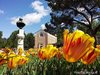 Cappella Scrovegni con tulipani(BertoliMaila)